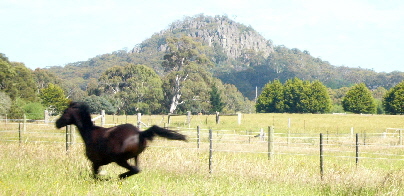 Miranda Park galloping near Hanging Rock